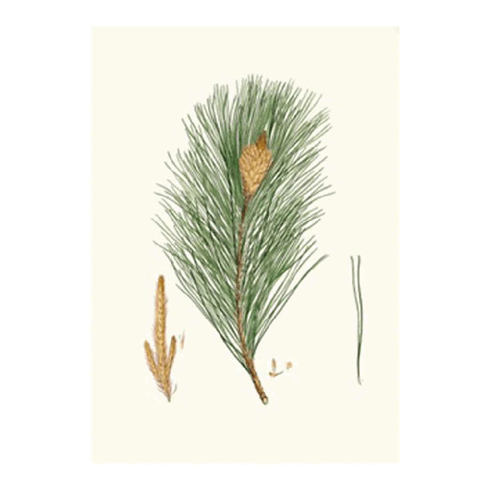 Pinus Massoniana (1837)