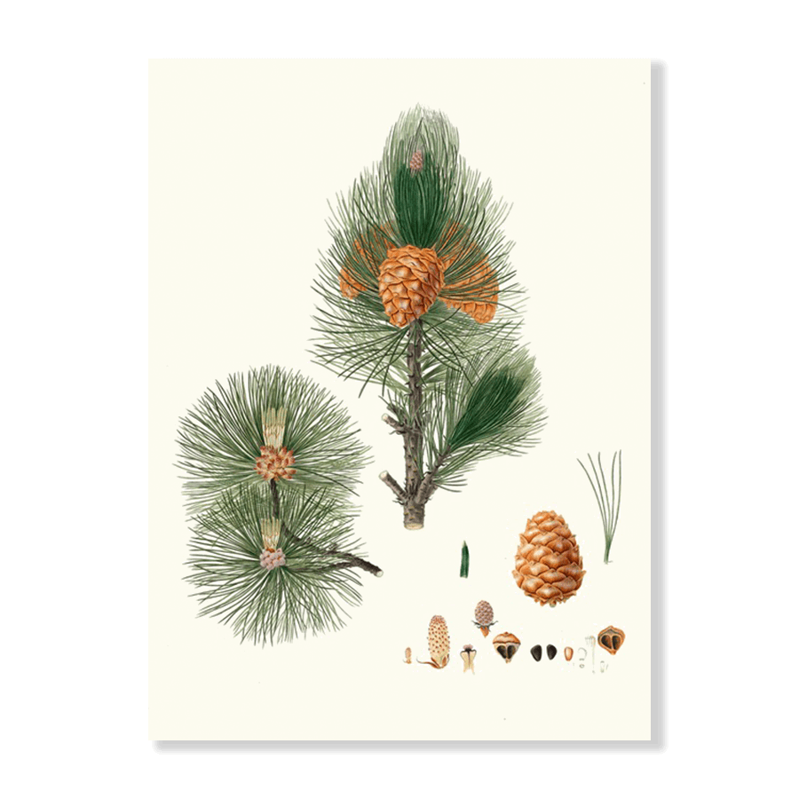 Pinus Cembra (1837) - Jasper & Jute