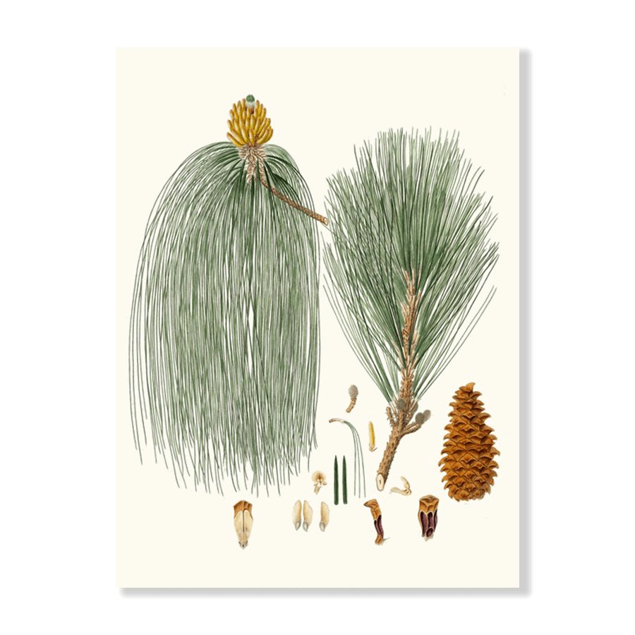 Pinus Longifolia (1837) - Jasper & Jute