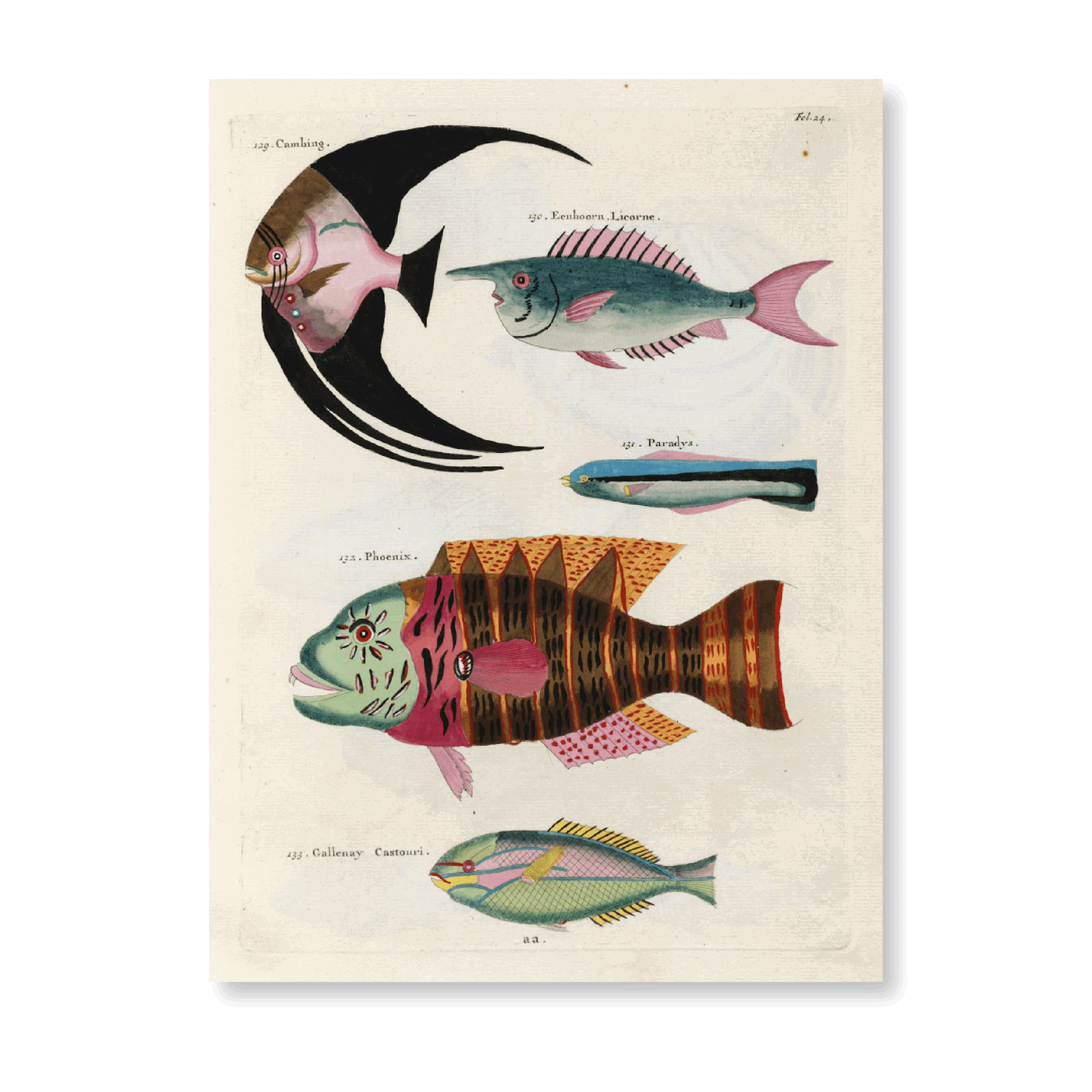 Poissons, Ecrevisses Et Crabes, De Diverses Couleurs Et Figures Extraordinaires PI XXIV - Jasper & Jute