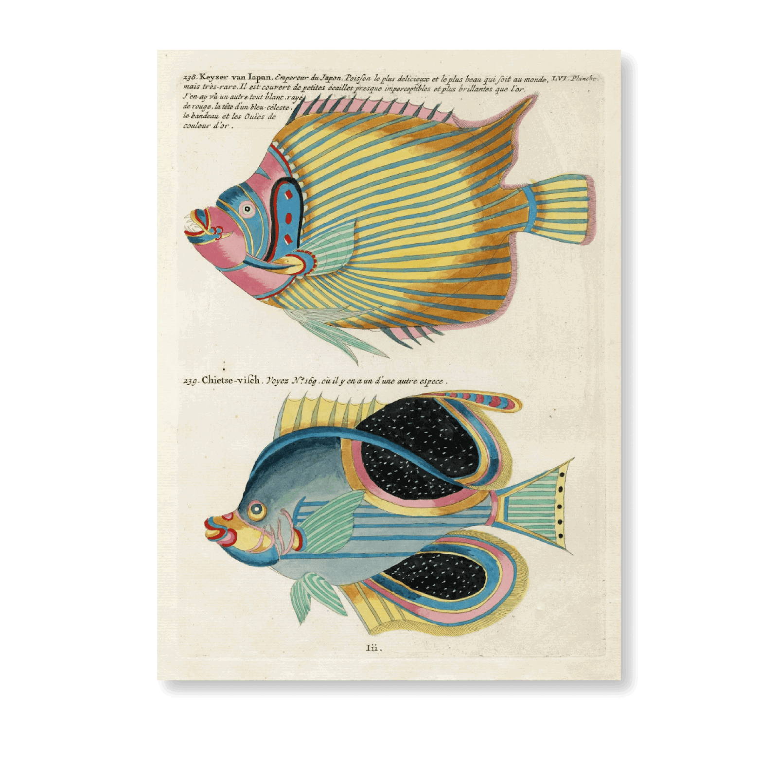 Poissons, Ecrevisses Et Crabes, De Diverses Couleurs Et Figures Extraordinaires Pl XCIX - Jasper & Jute
