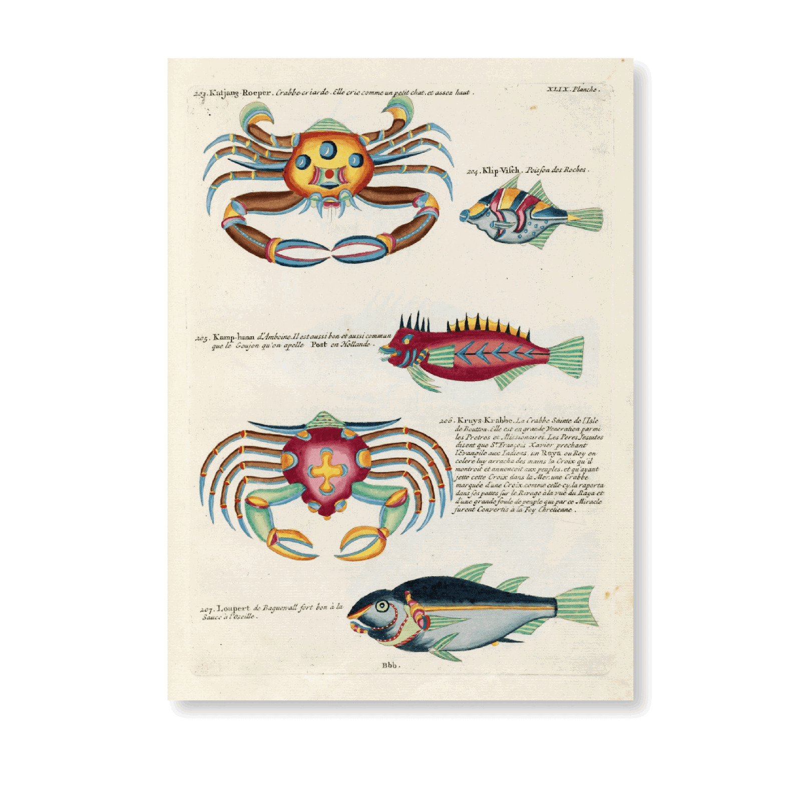 Poissons, Ecrevisses Et crabes, De Diverses Couleurs Et Figures Extraordinaires PI XCII - Jasper & Jute