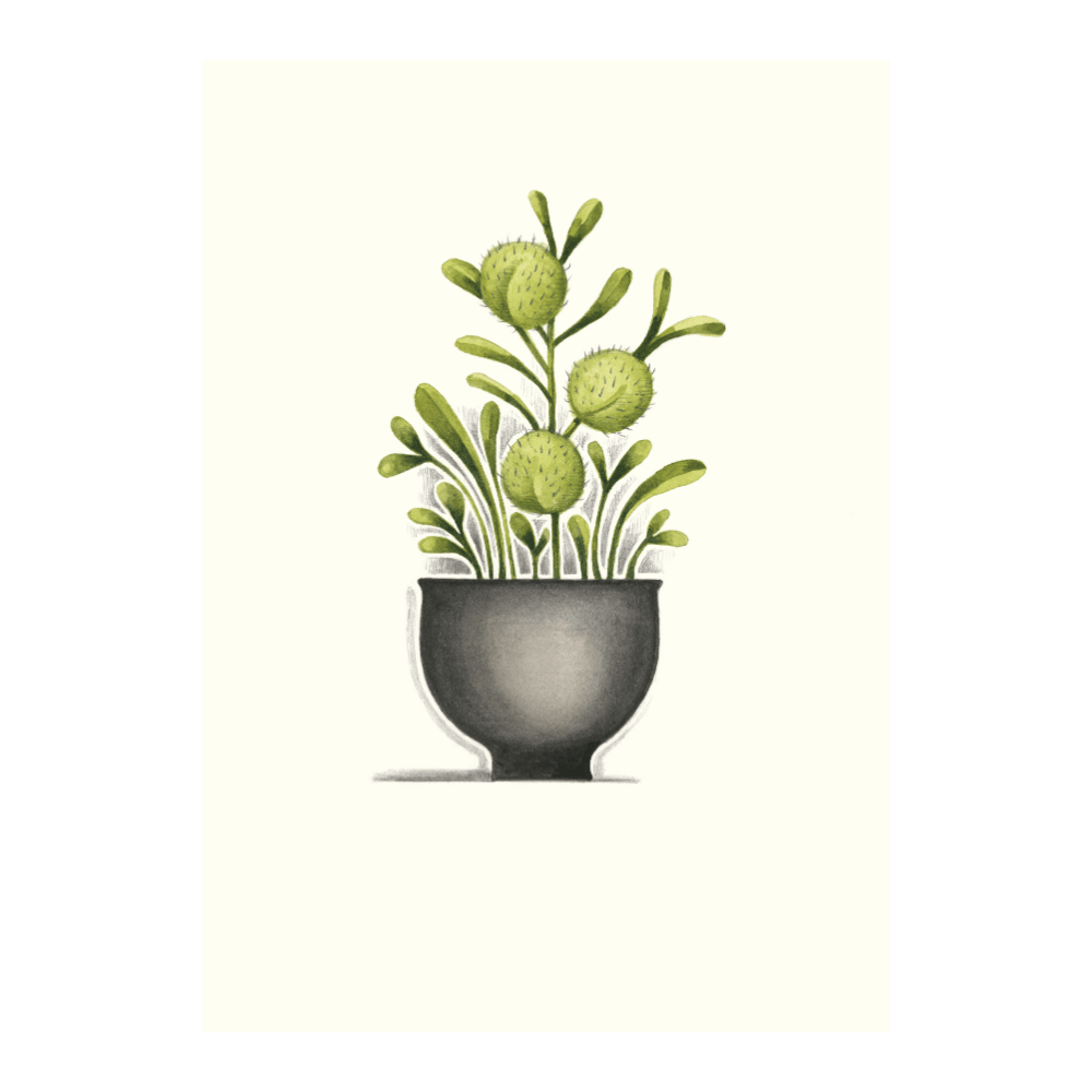 Pom Pom Leaves | Limited Edition
