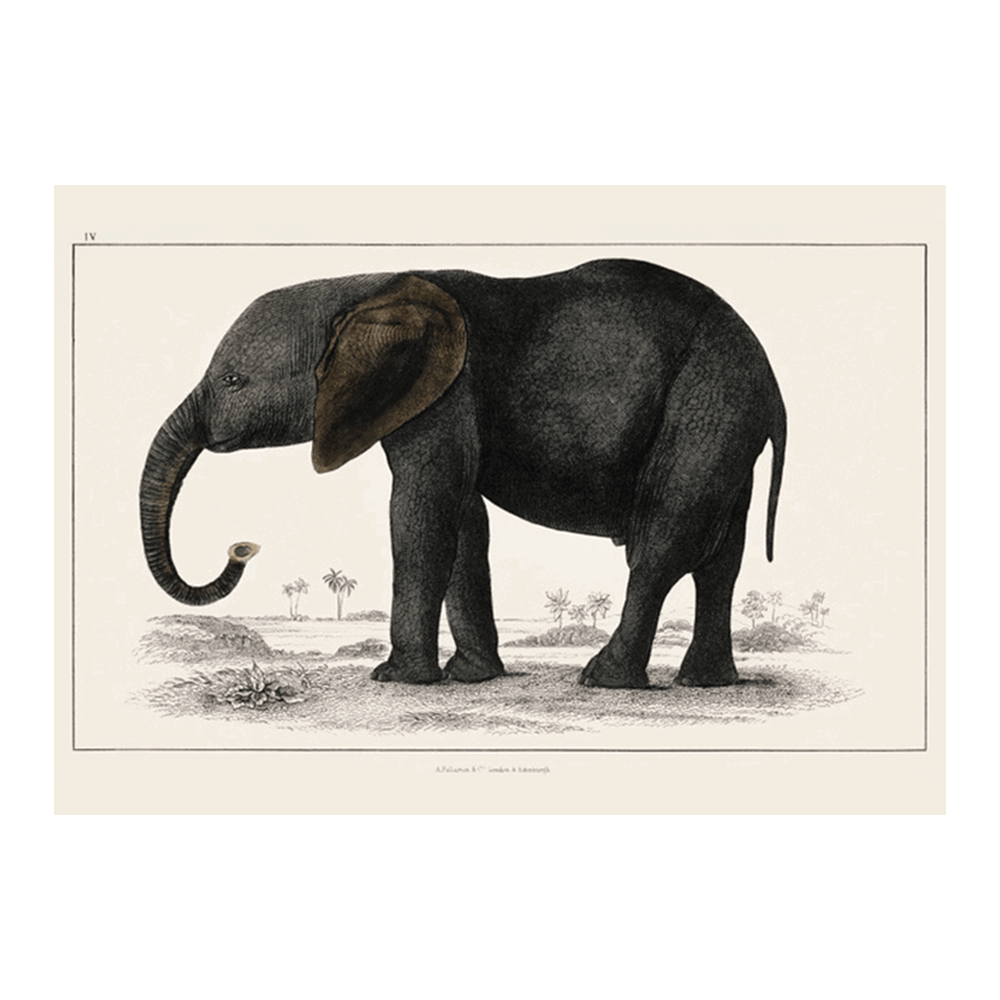Portrait Of A Dark Grey Elephant