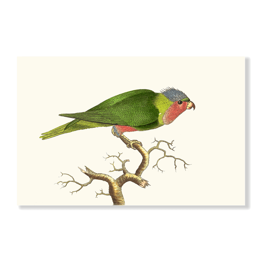 Purple-Headed Parrakeet - Jasper & Jute