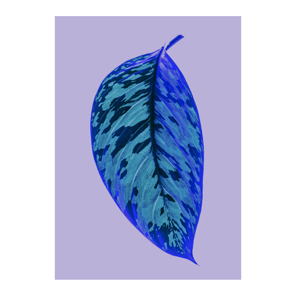 Purpura