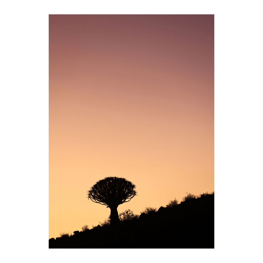Quiver