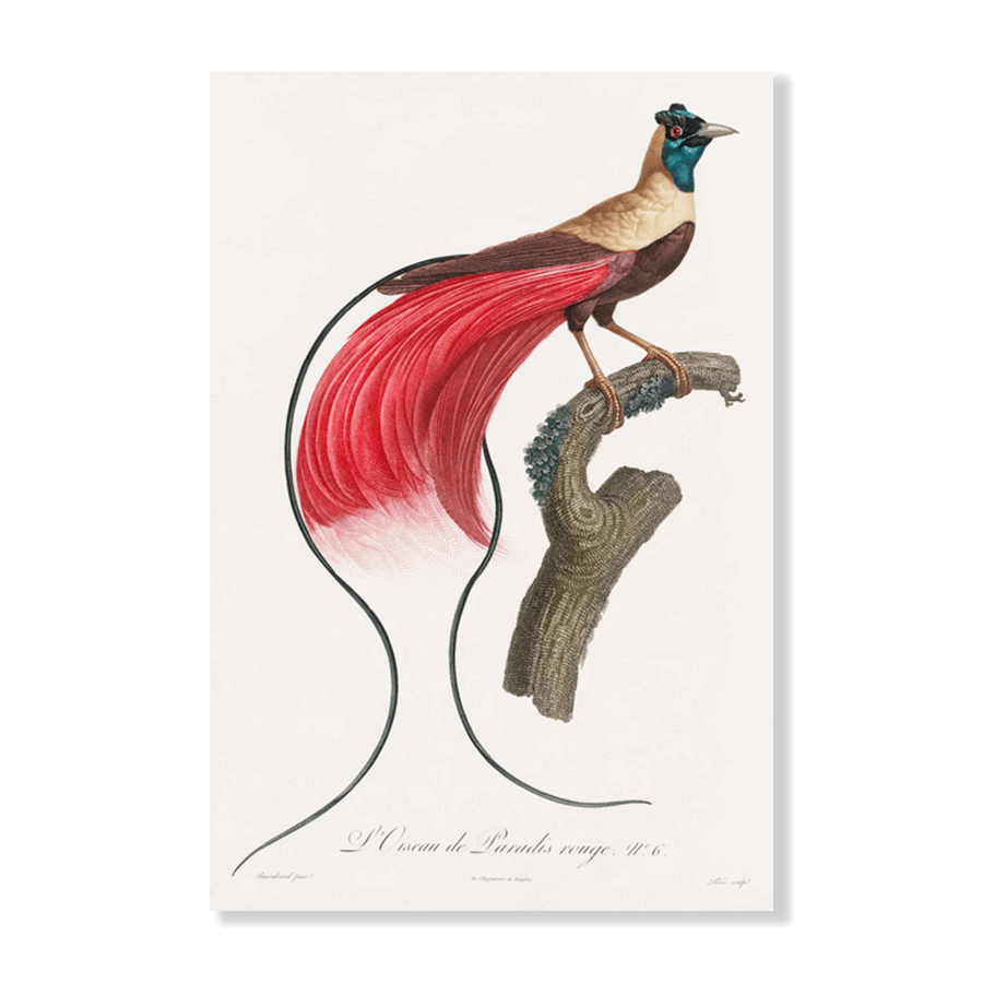 Red Bird of Paradise - Jasper & Jute