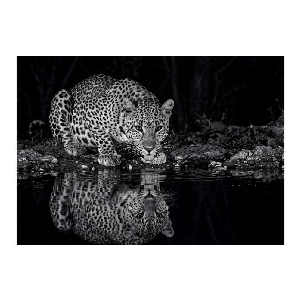 Reflections Of A Predator