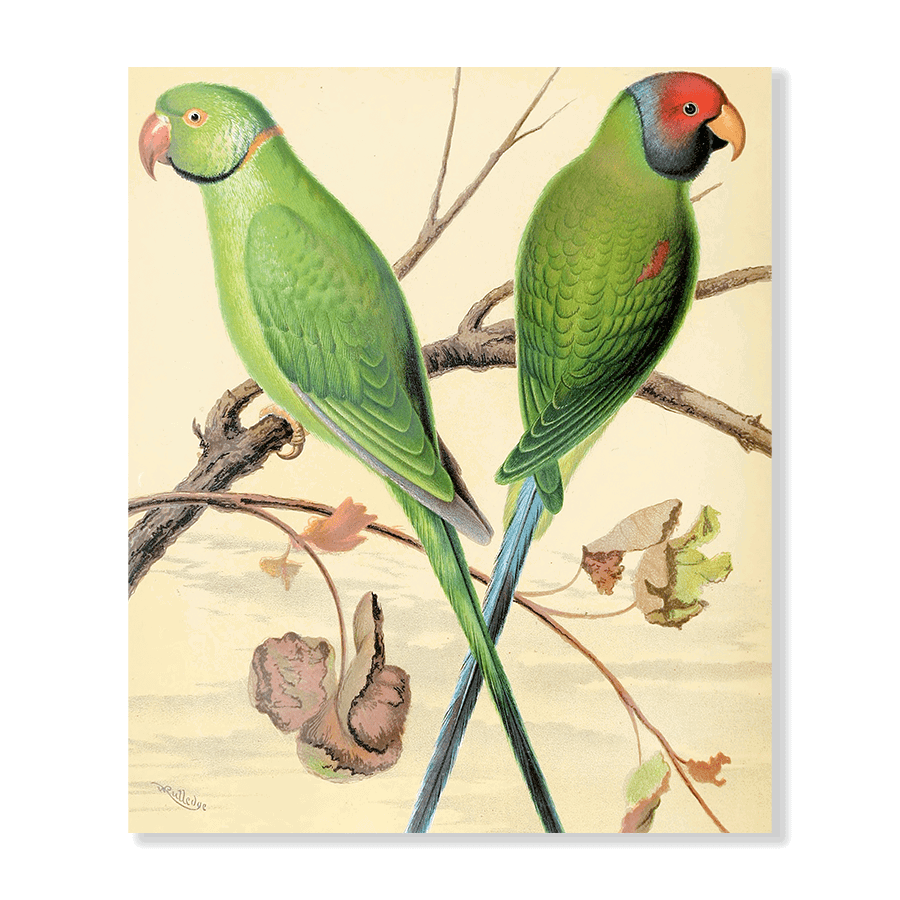 Ring-Necked Parrakeet, Plum-Headed Parrakeet - Jasper & Jute