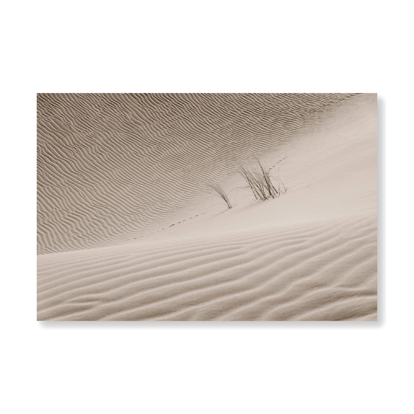 Sahara Sand Dune II - Jasper & Jute