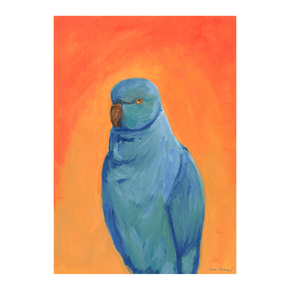 Scruffy Parakeet