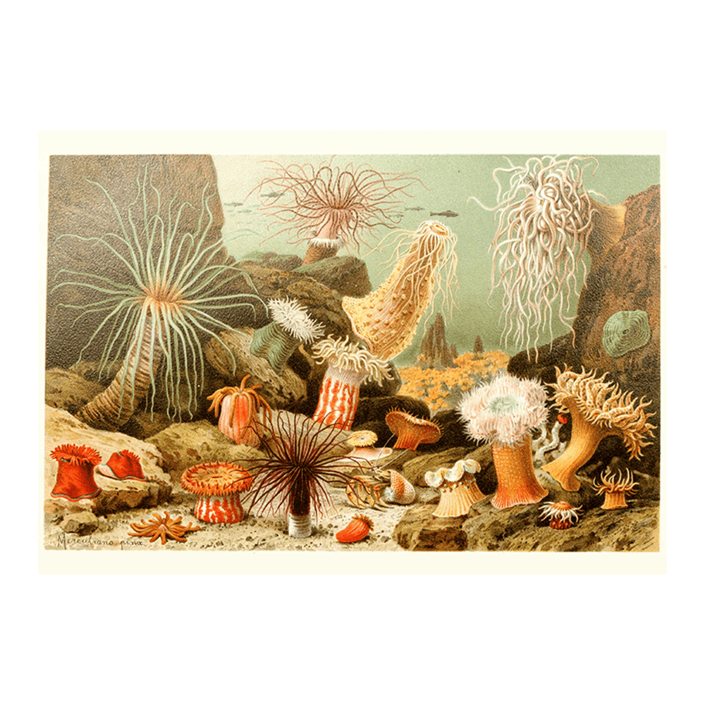 Sea Anemones