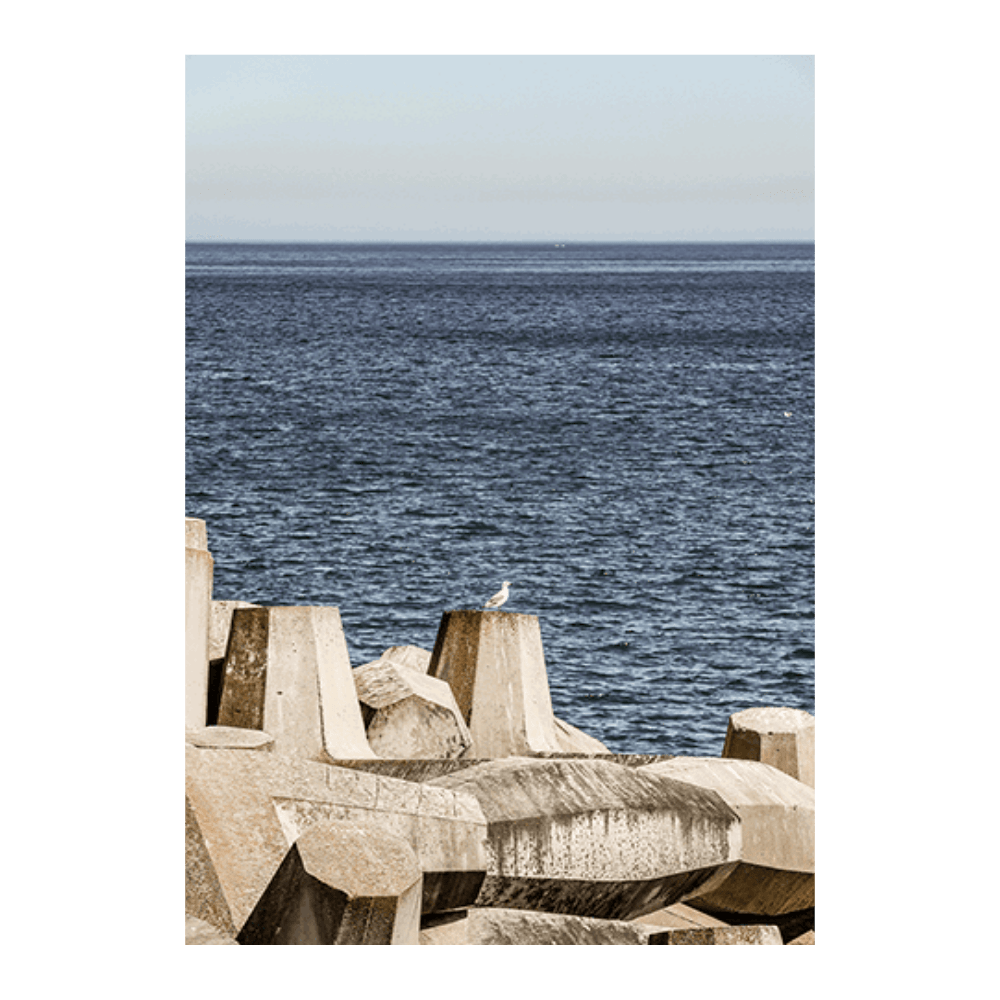Sea Bird