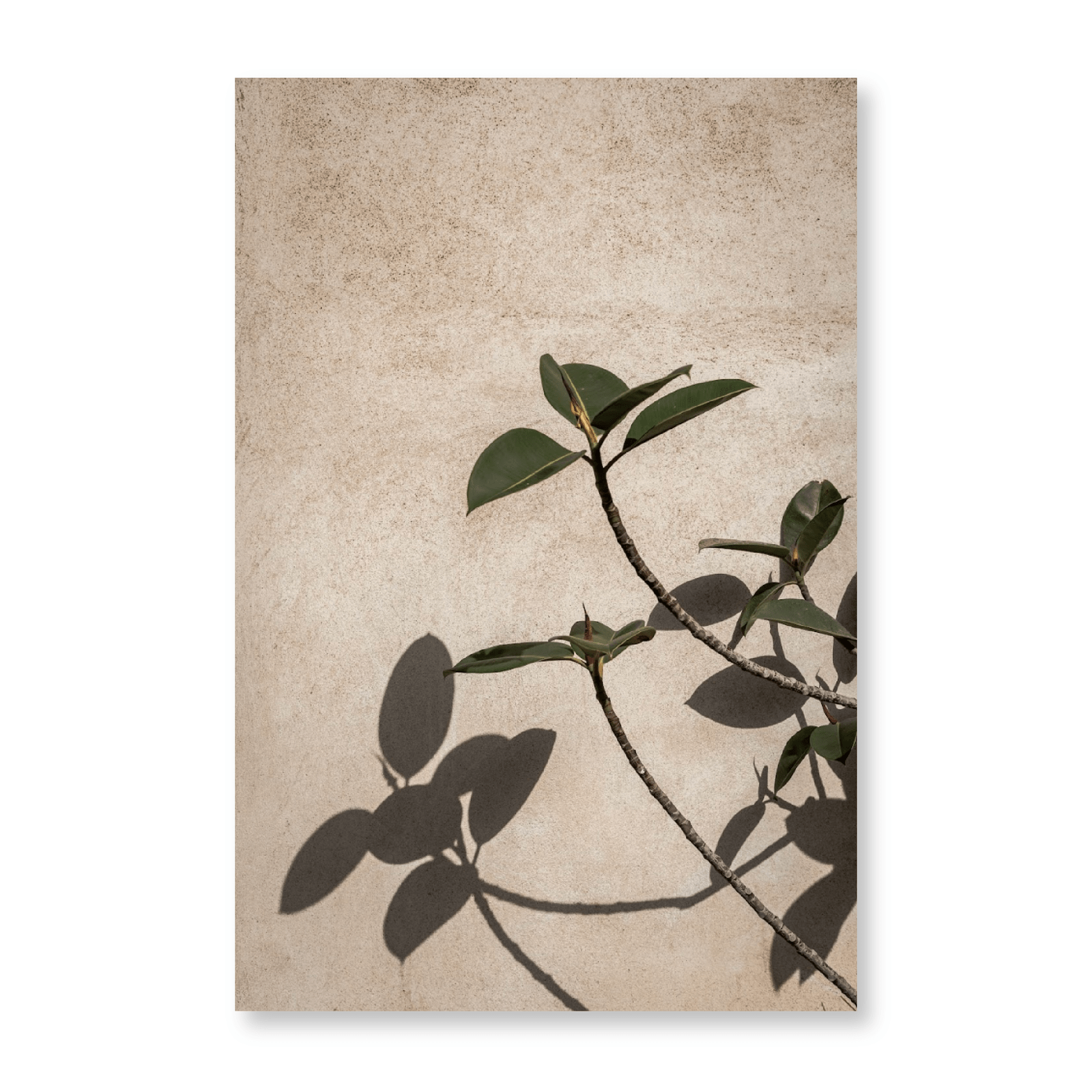 Shadow Of A Plant - Jasper & Jute
