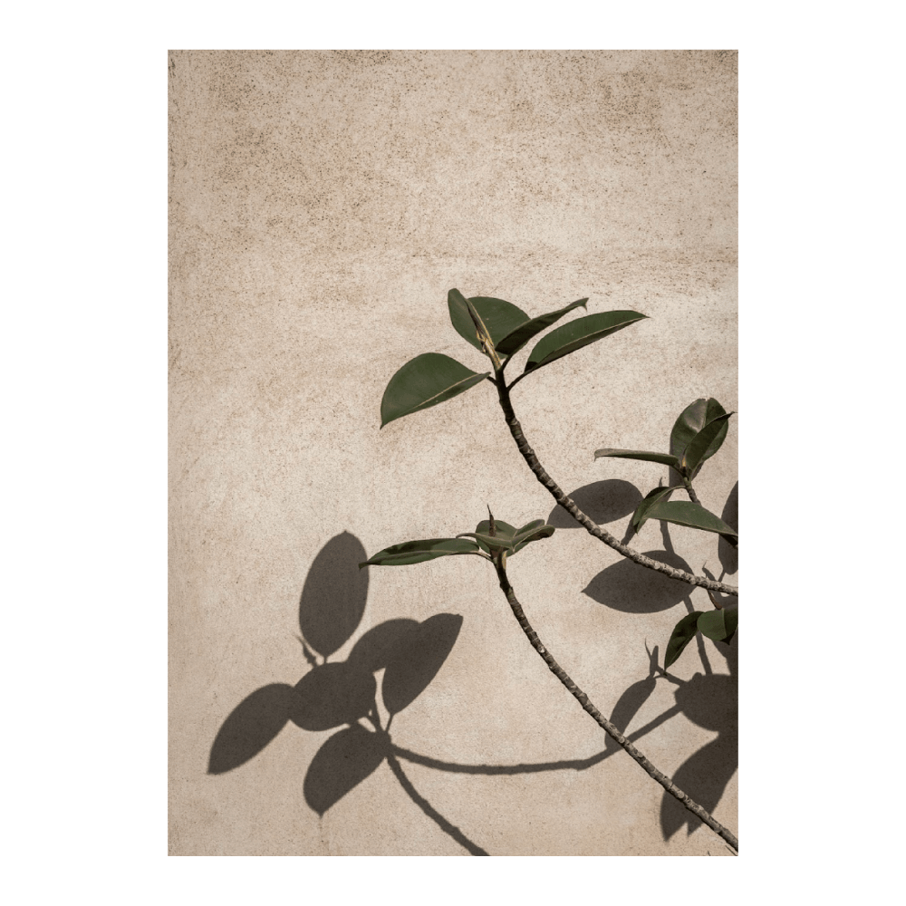 Shadow Of A Plant