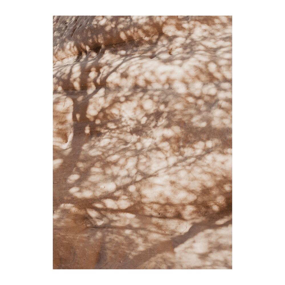 Shadow Of A Tree