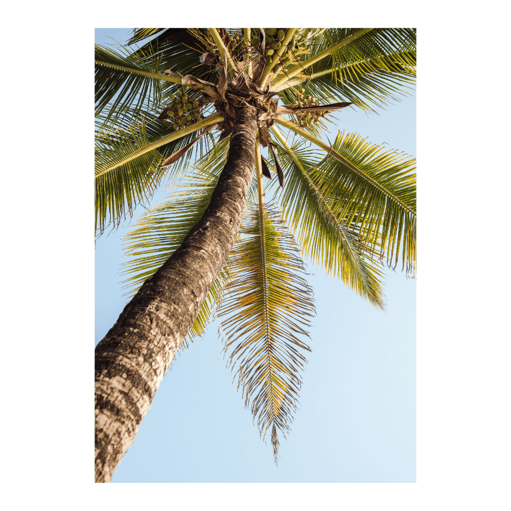 Single Palm Tree