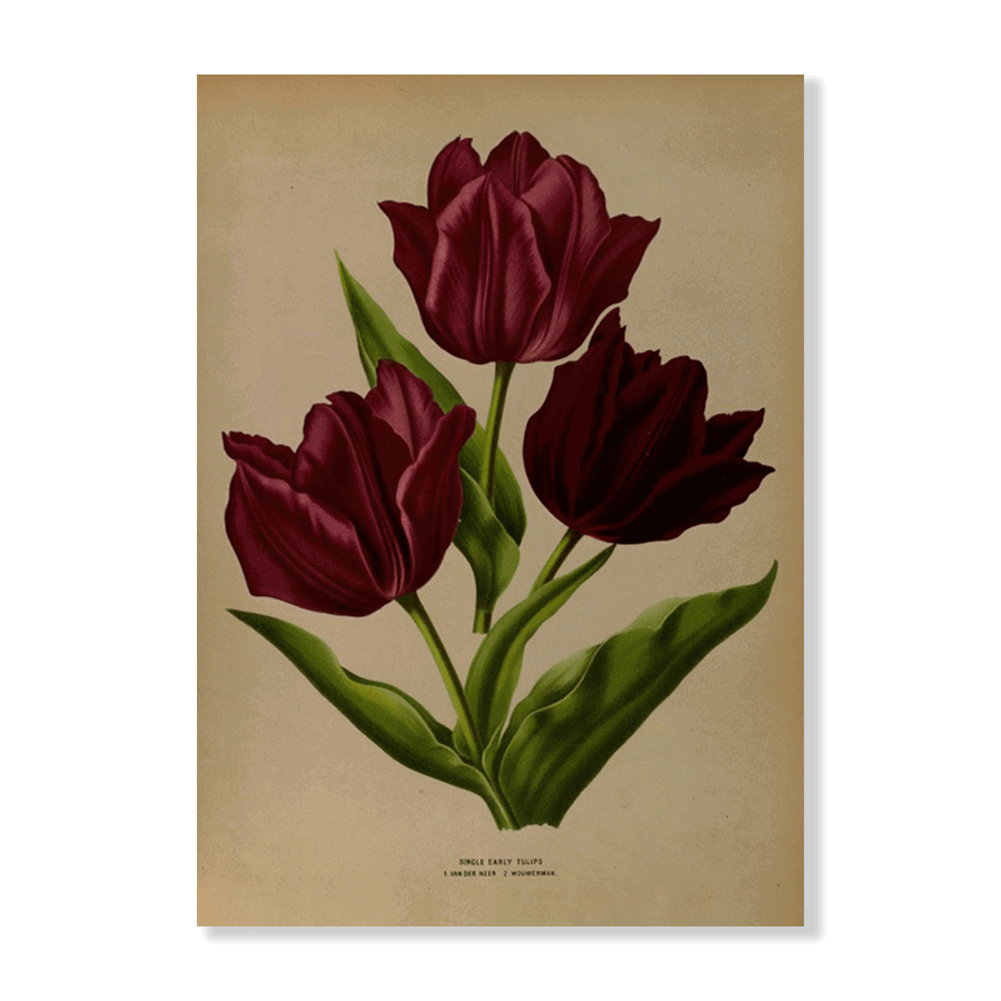 Single Early Tulips (1881) - Jasper & Jute