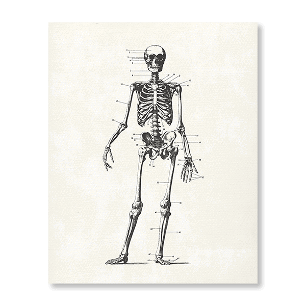 Skeleton Patents II - Jasper & Jute