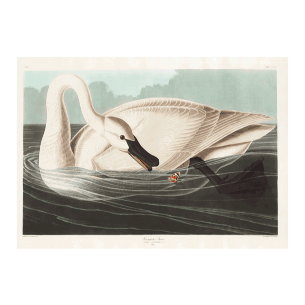 John James Audubon: "Trumpeter Swan"