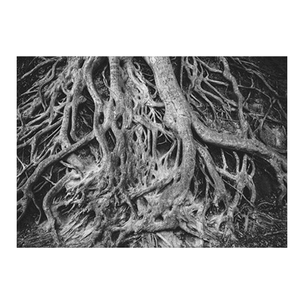 Take Roots