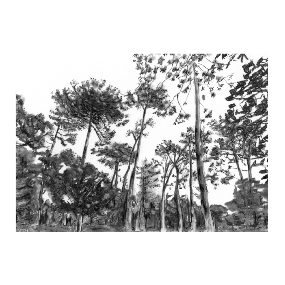 Keurboom Forests