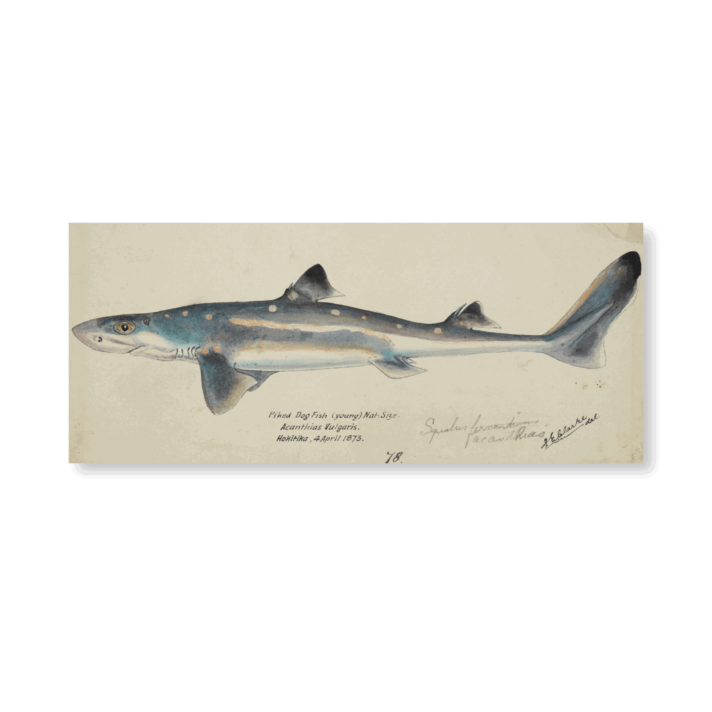 Spotted Spiny Dogfish (1873) - Jasper & Jute