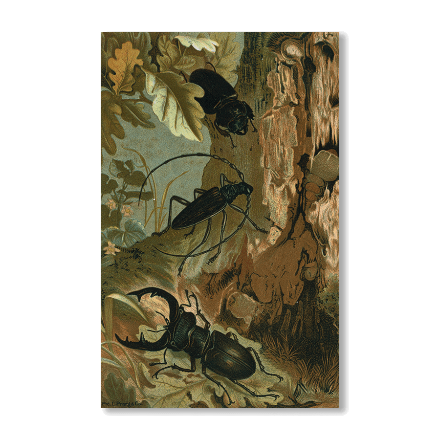 Stag Beetle - Jasper & Jute