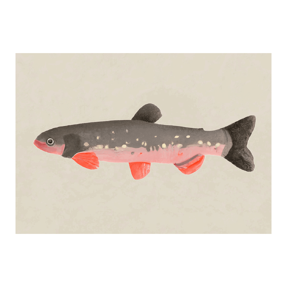 Still Fishy
