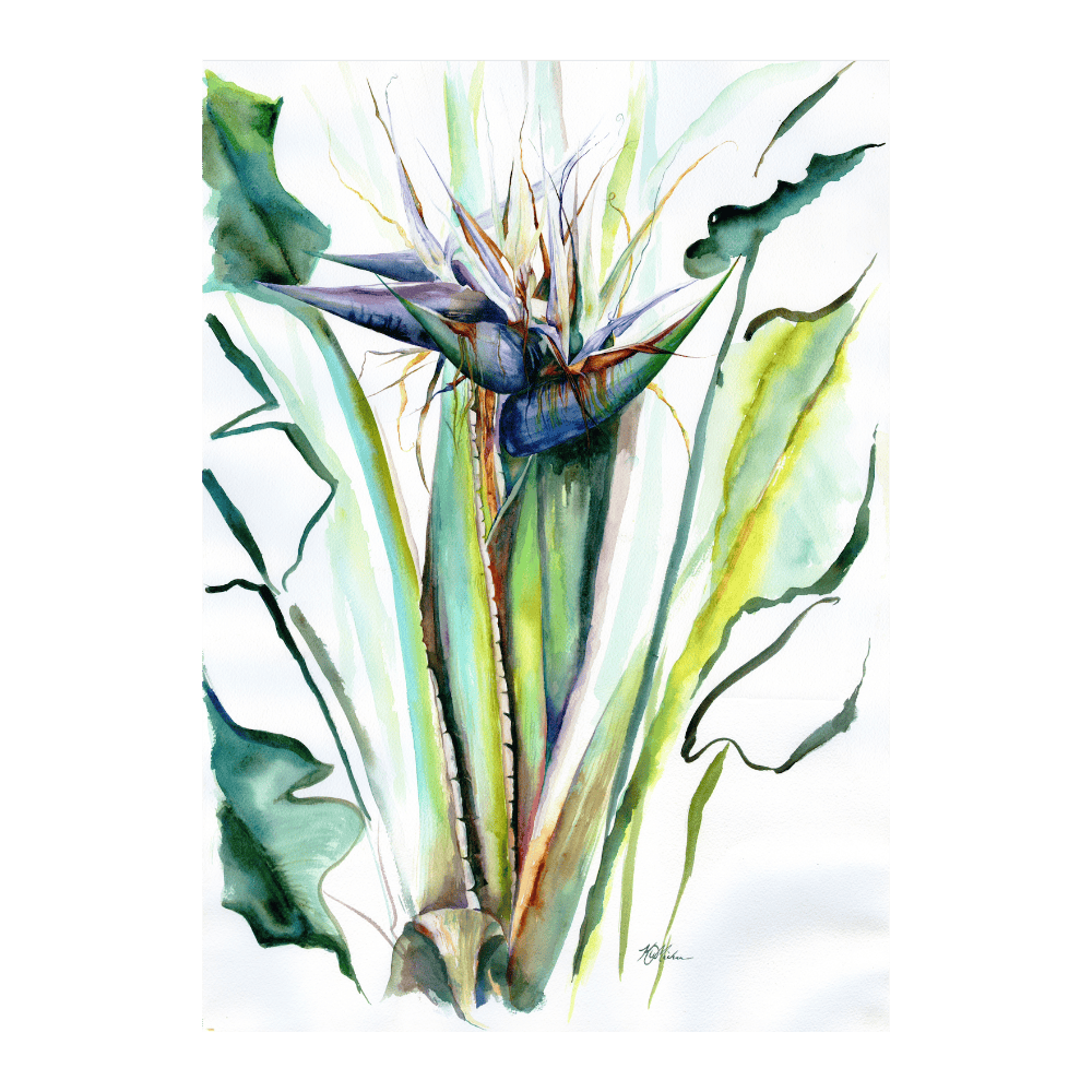 ‍Strelitzia (100% off)
