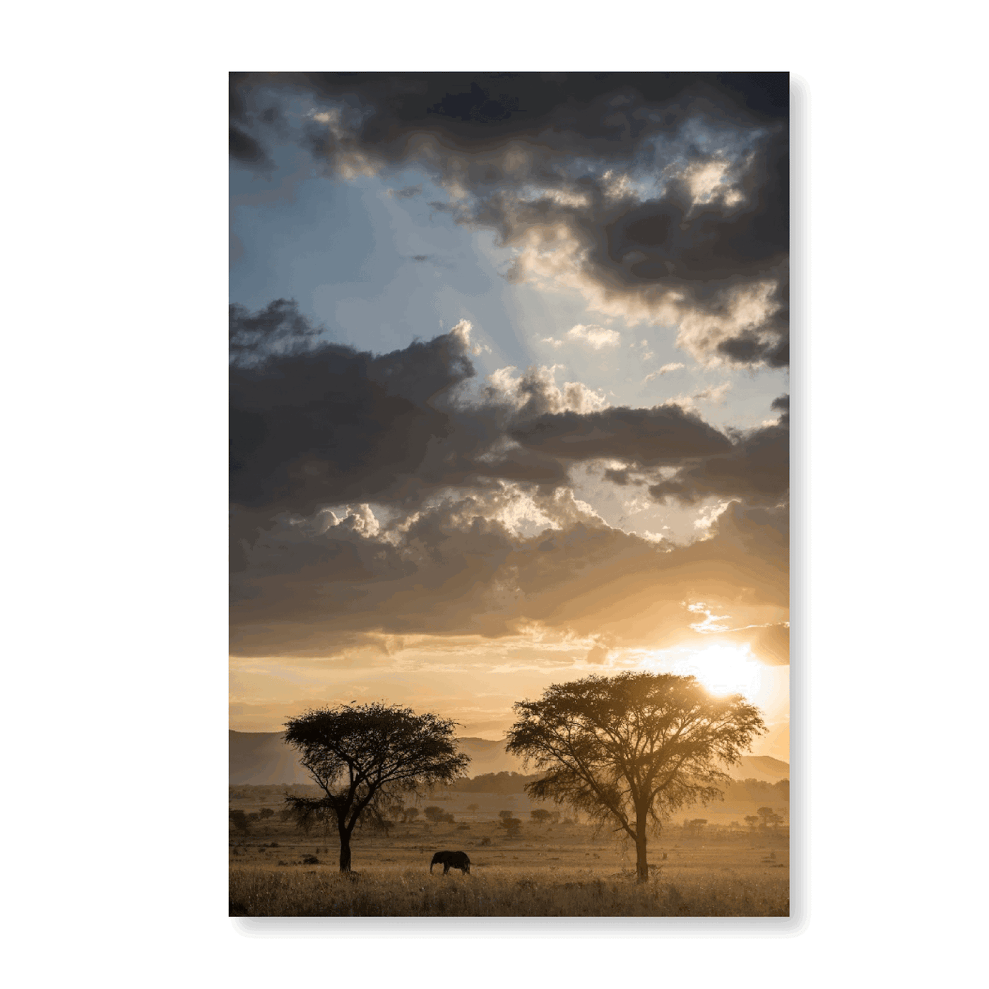 Sunset With An Elephant - Jasper & Jute