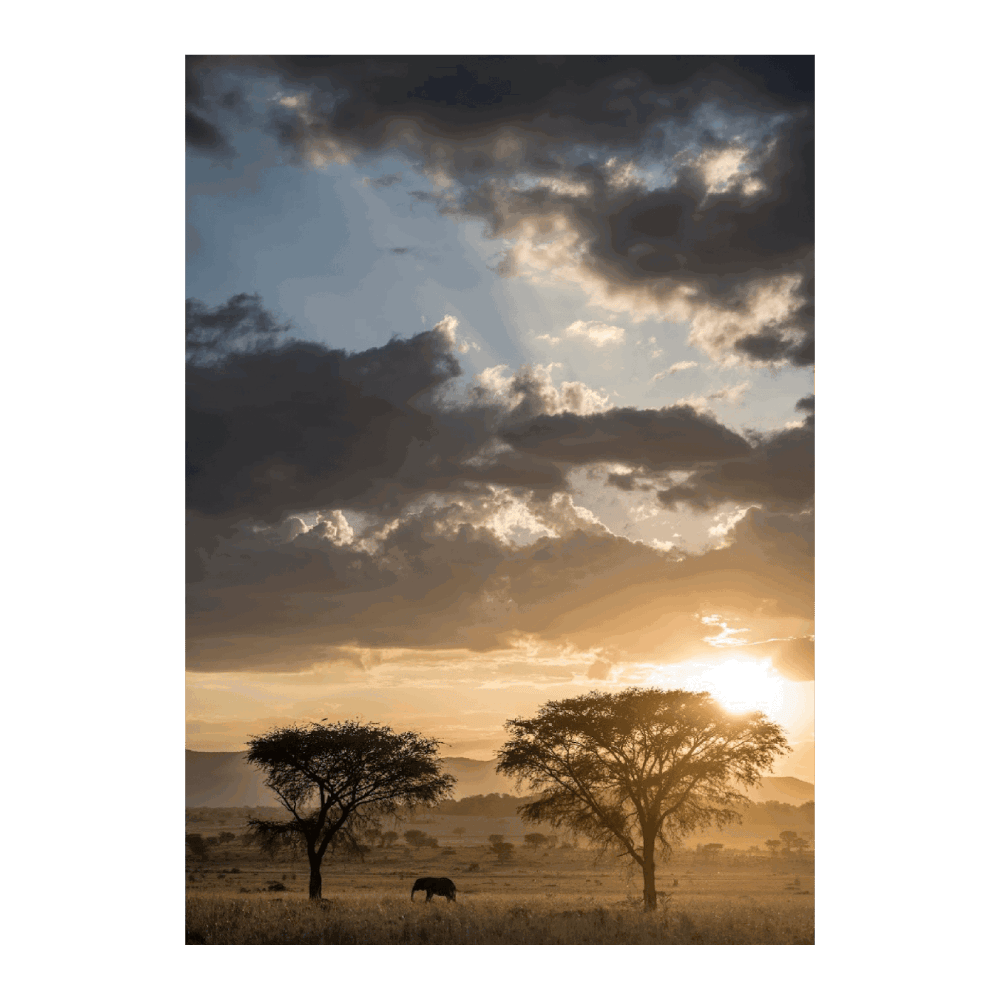 Sunset With An Elephant