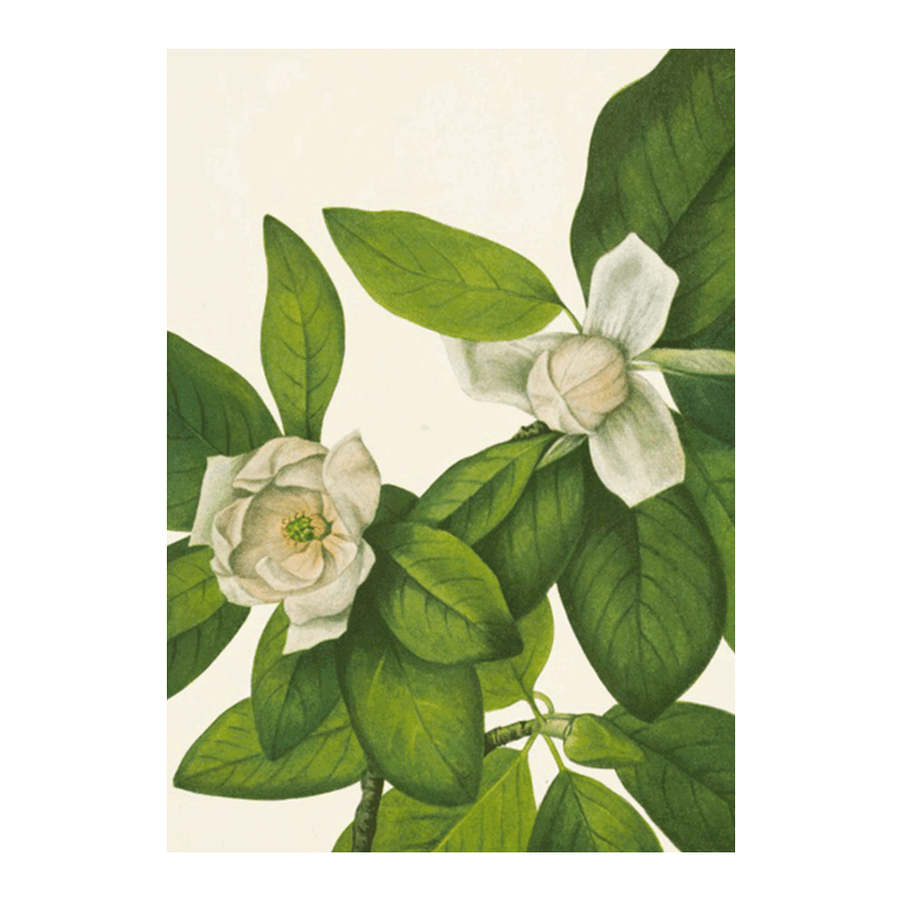 Sweetbay. Magnolia Virginiana (1925)