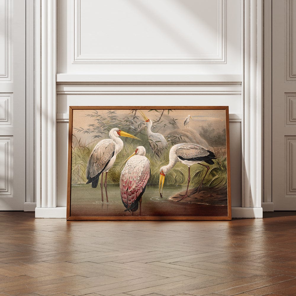The African Wood Ibis