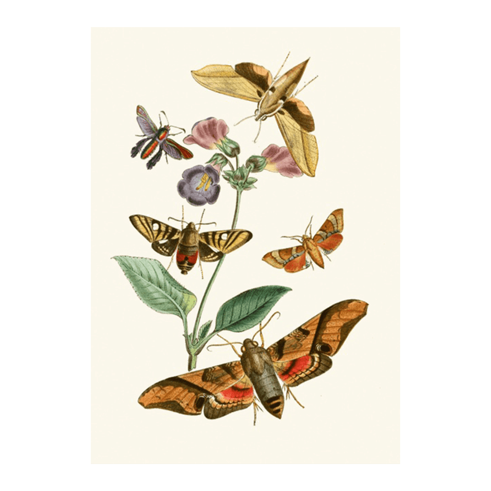 The Cabinet of Oriental Entomology Pl VII (1848)