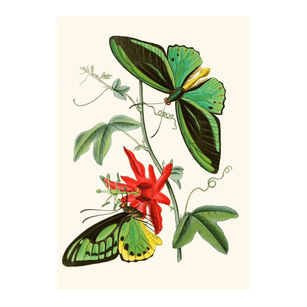 The Cabinet of Oriental Entomology Pl XII(1848)