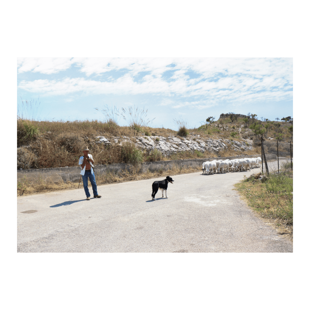 The Sicilian Shepard