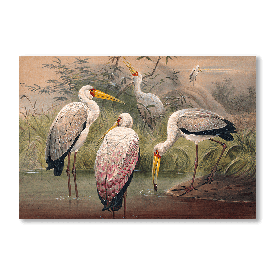 The African Wood Ibis - Jasper & Jute