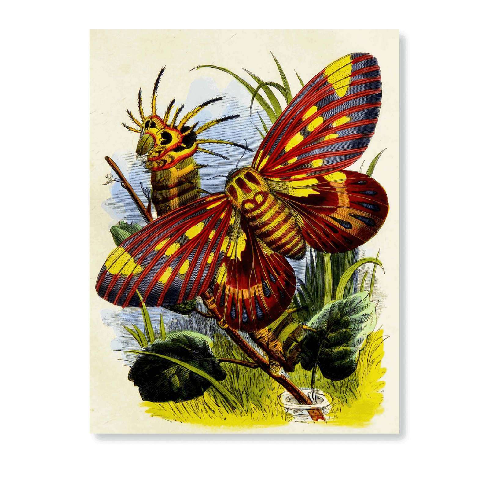 The Butterfly Vivarium Or Insect Home PI XVII (1858) - Jasper & Jute