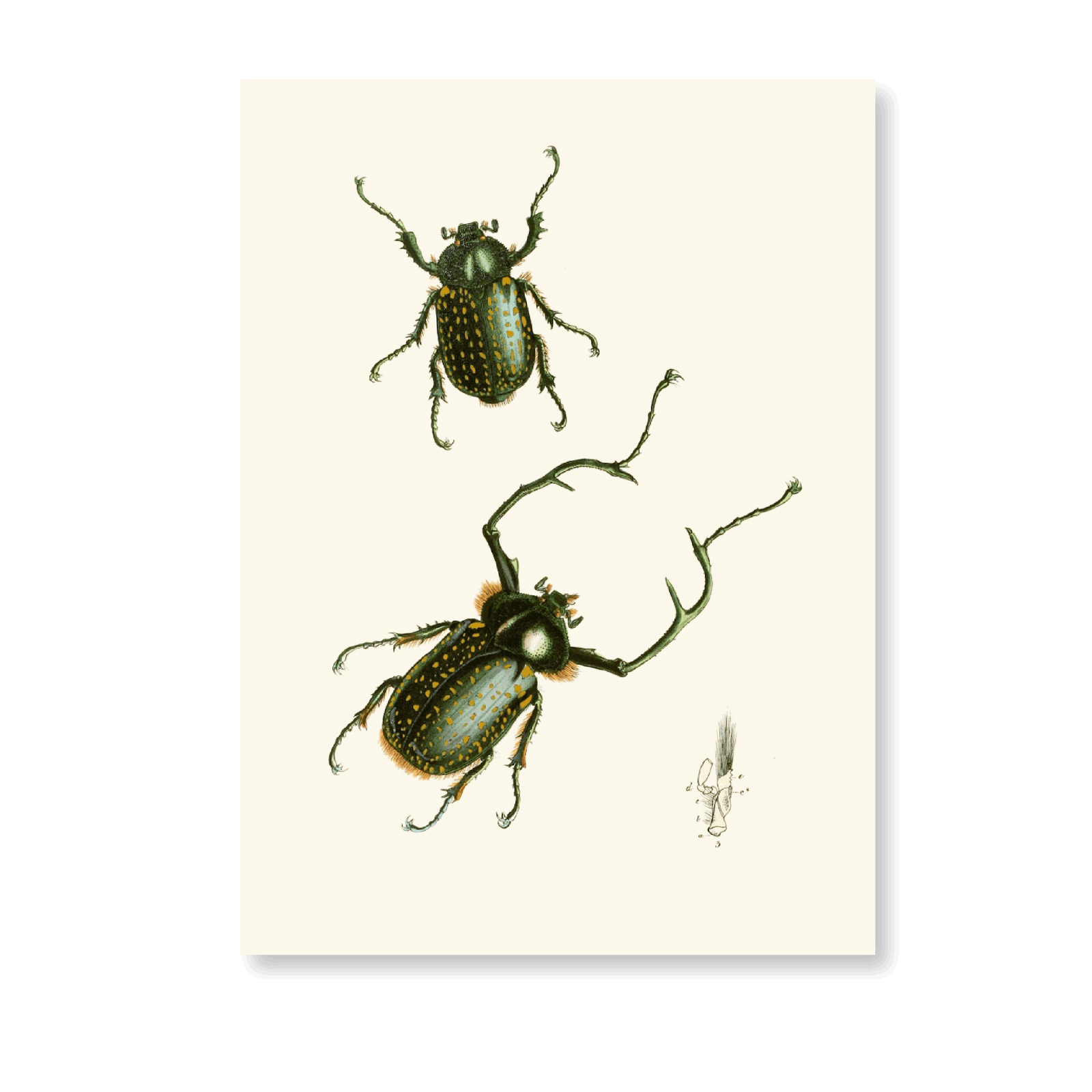 The Cabinet Of Oriental Entomology PI II (1848) - Jasper & Jute