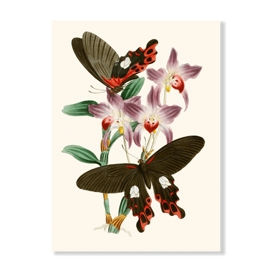 The Cabinet of Oriental Entomology Pl III (1848) - Jasper & Jute