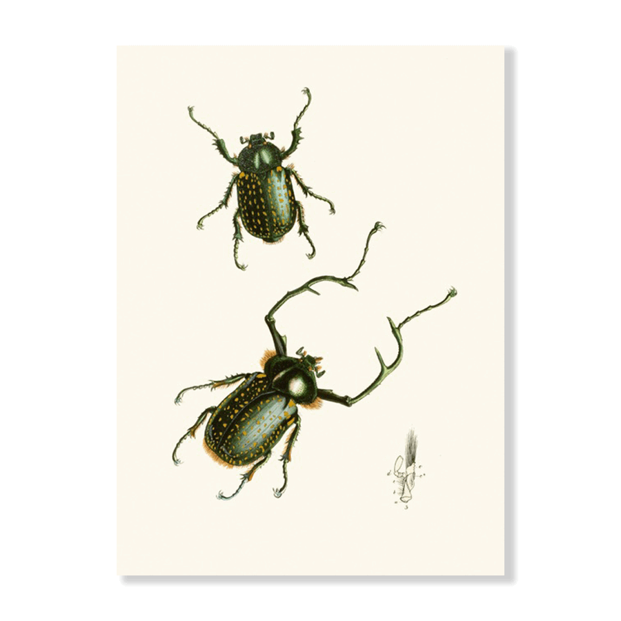 The Cabinet of Oriental Entomology Pl II (1848) - Jasper & Jute