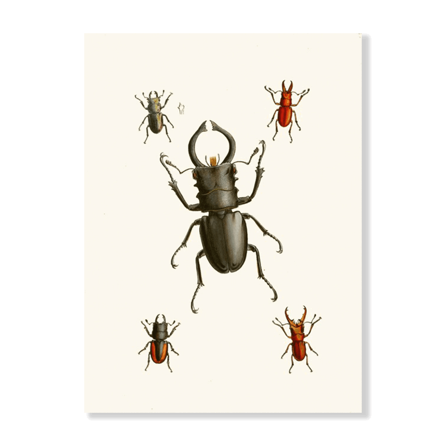 The Cabinet of Oriental Entomology Pl IX (1848) - Jasper & Jute