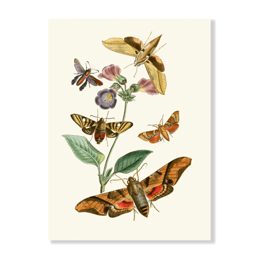 The Cabinet of Oriental Entomology Pl VII (1848) - Jasper & Jute