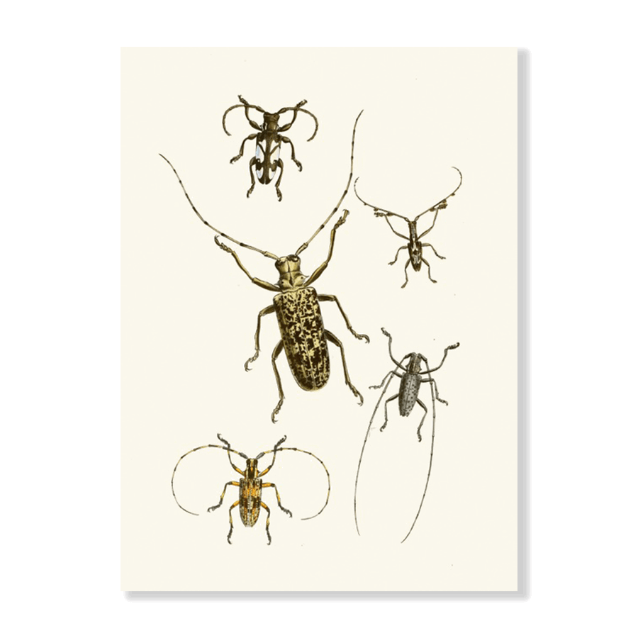 The Cabinet of Oriental Entomology Pl VI (1848) - Jasper & Jute