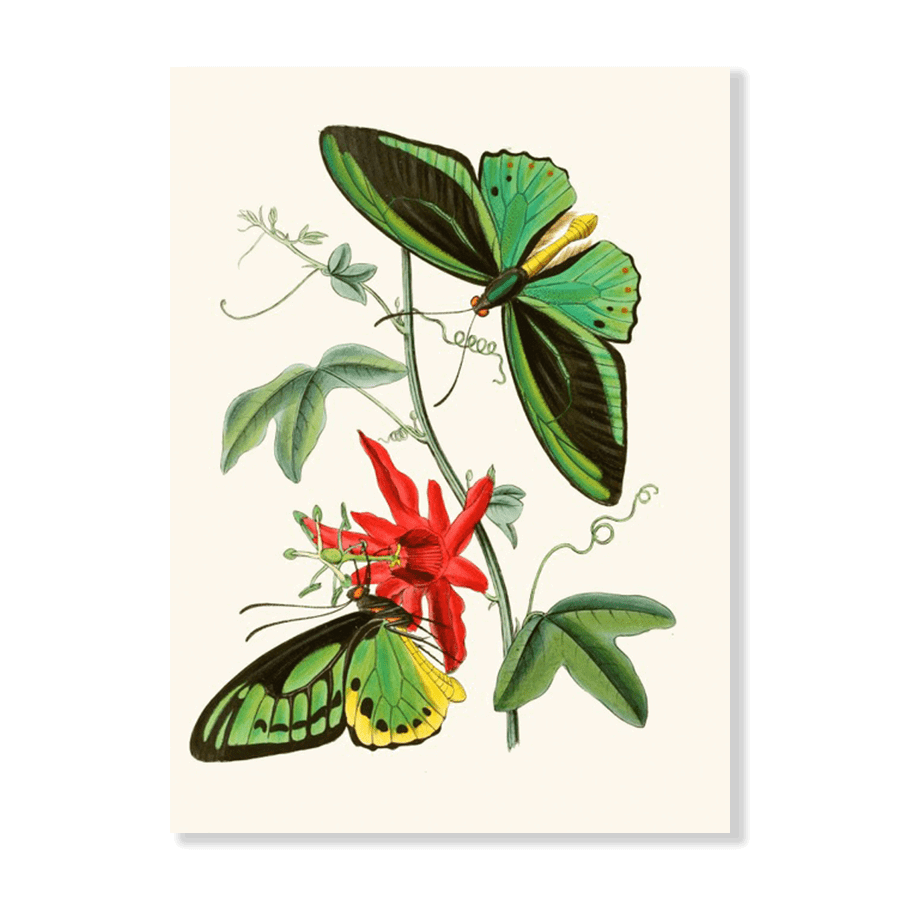 The Cabinet of Oriental Entomology Pl XII(1848) - Jasper & Jute