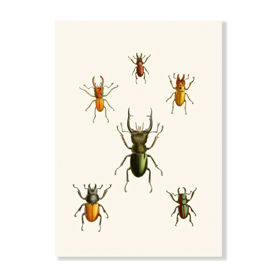 The Cabinet of Oriental Entomology Pl XI (1848) - Jasper & Jute