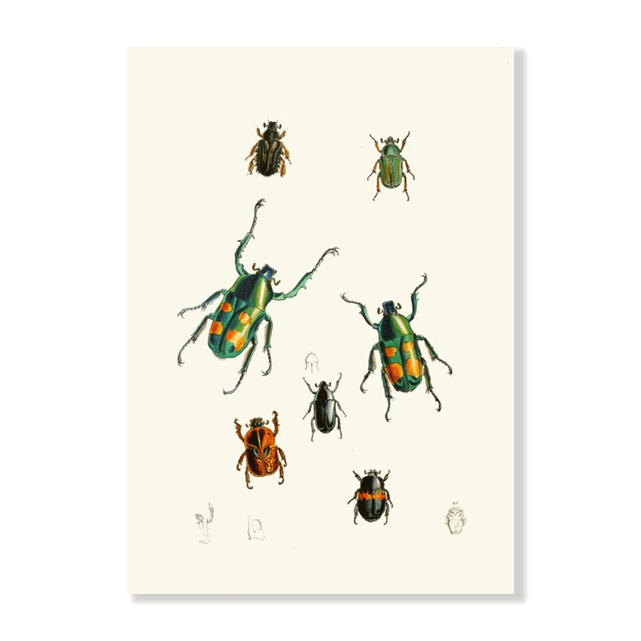 The Cabinet of Oriental Entomology Pl XVIII (1848) - Jasper & Jute