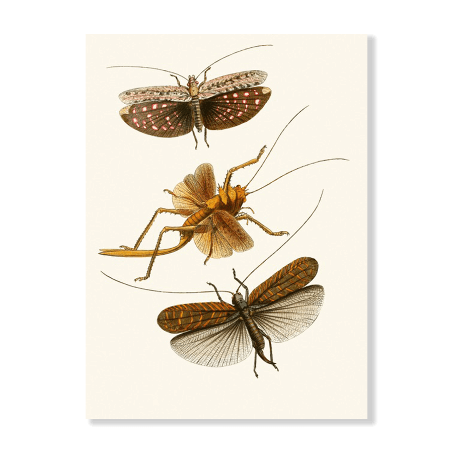 The Cabinet of Oriental Entomology Pl XVII (1848) - Jasper & Jute